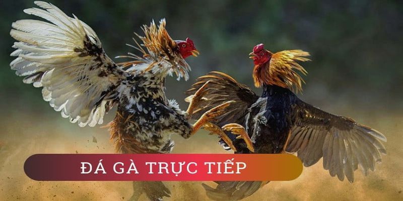 Việc gửi và rút tiền tại Sa88 Club có đáng tin cậy không, hay đó là một trò lừa đảo? - Sa88