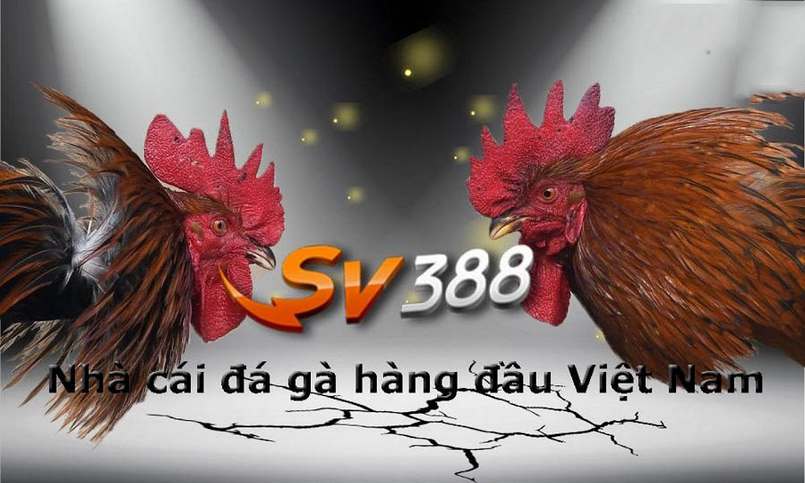 Khuyến mãi độc quyền dành cho thành viên VIP Nbet88 - Nbet88