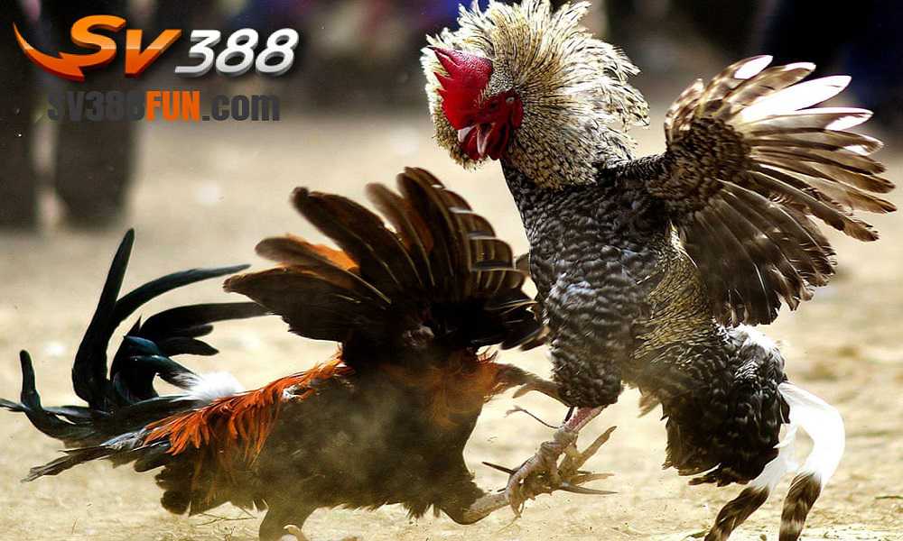 Hỗ trợ khách hàng Vf555 - Vf555